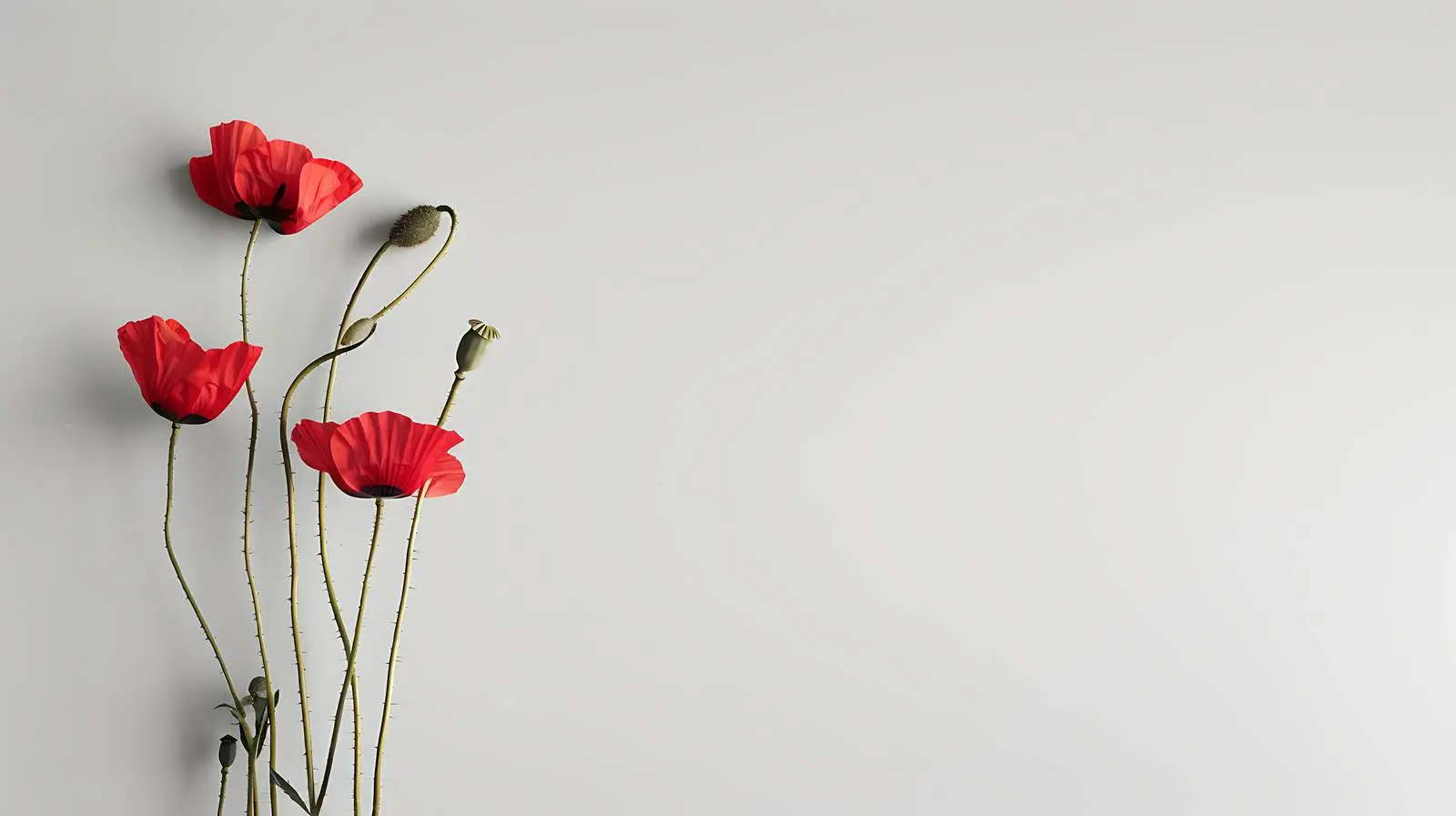 Poppy Stems Against Beige Pastel Wall — free download from Dotvec