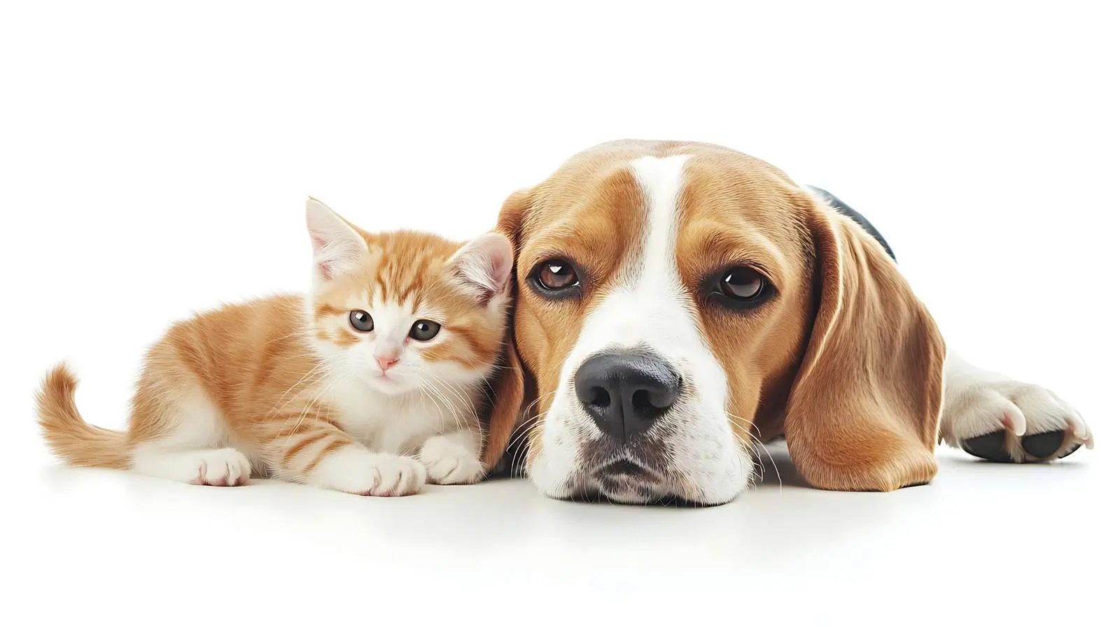 Beagle Dog and Scottish Straight Kitten Portrait — free download from Dotvec