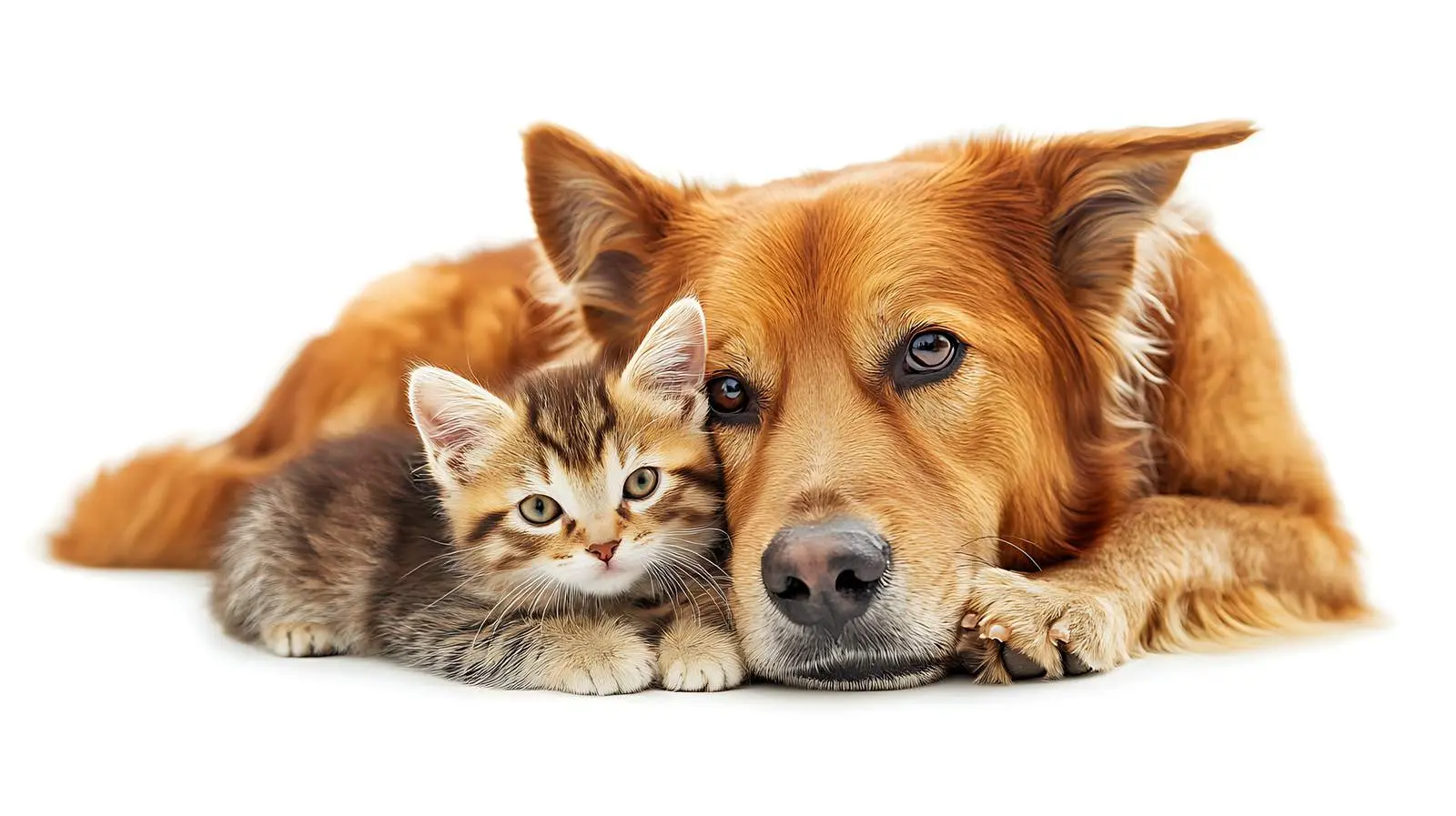 Dog and Kitten Snuggling Together — free download from Dotvec