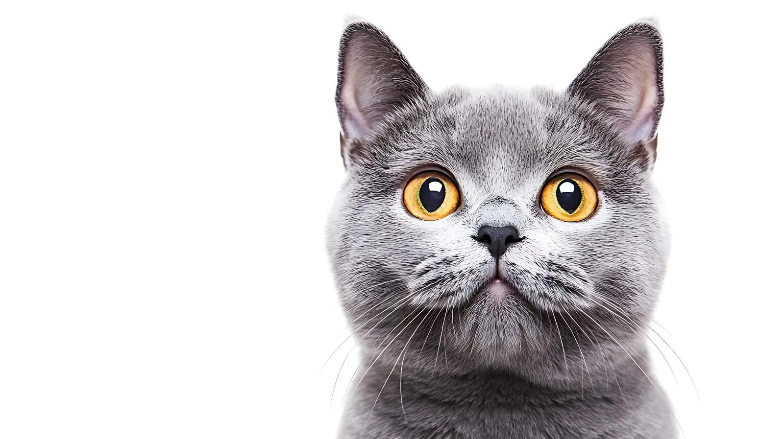 Closeup of Scottish Blue Cat on White Background — free download from Dotvec