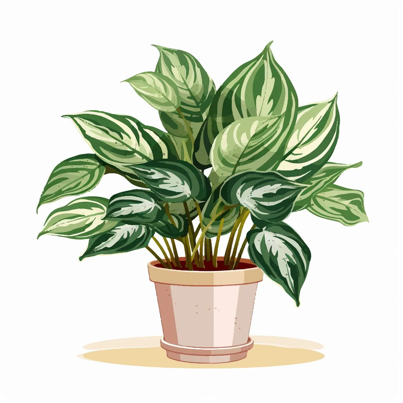Potted House Plant with Variegated Foliage – free house plant care image from Dotvec