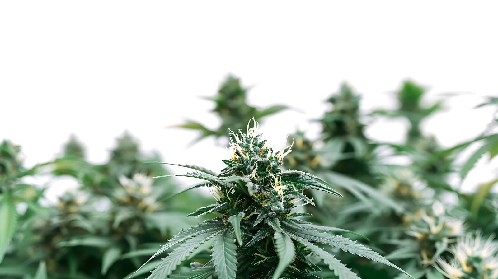 Premium Cannabis Plants in Greenhouse — free download from Dotvec