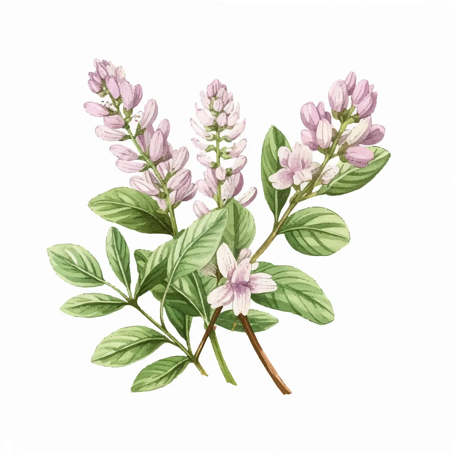 Blooming Licorice Plant Botanical Vector Drawing — free download from Dotvec