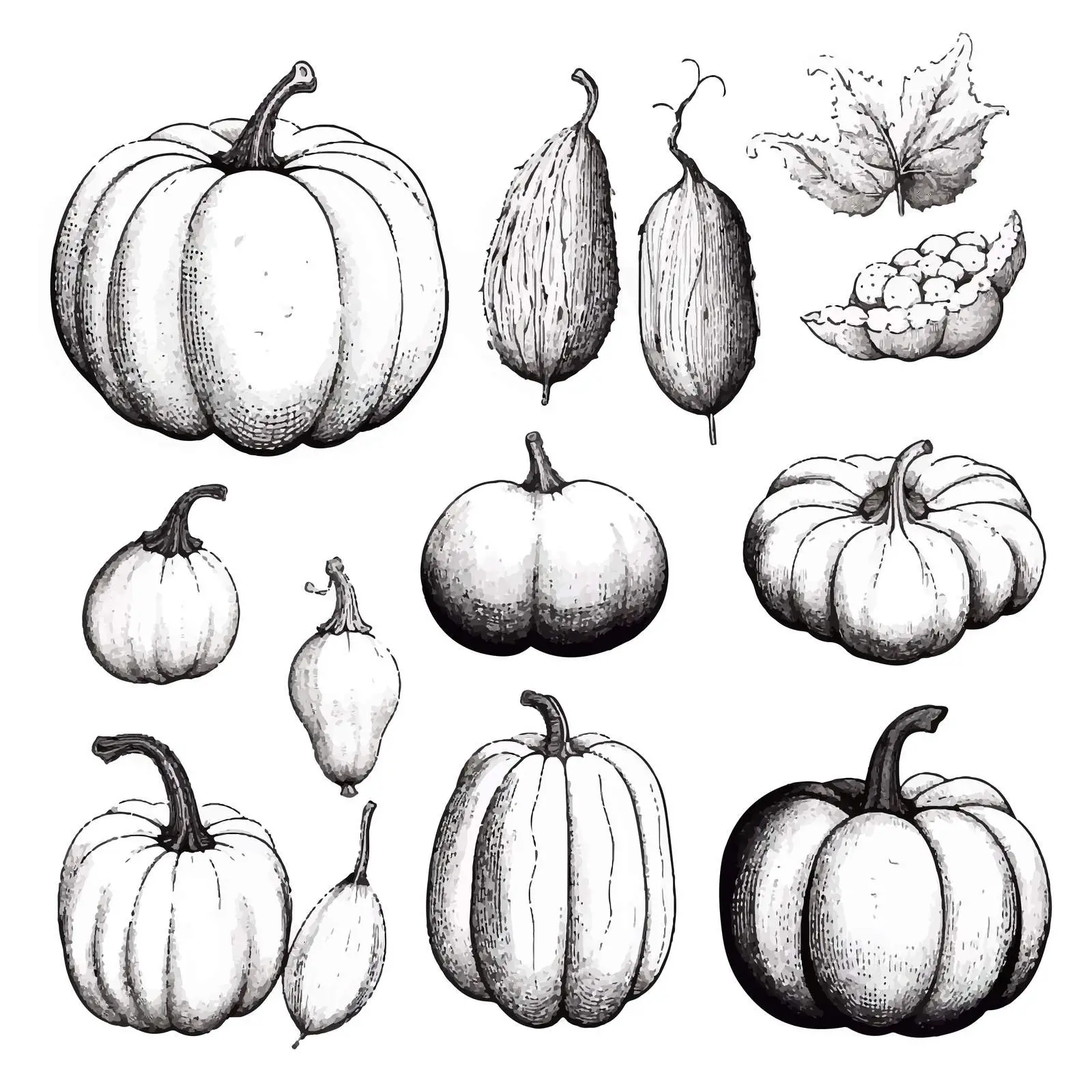 Monochrome Pumpkin Vector Illustrations Set — free download from Dotvec