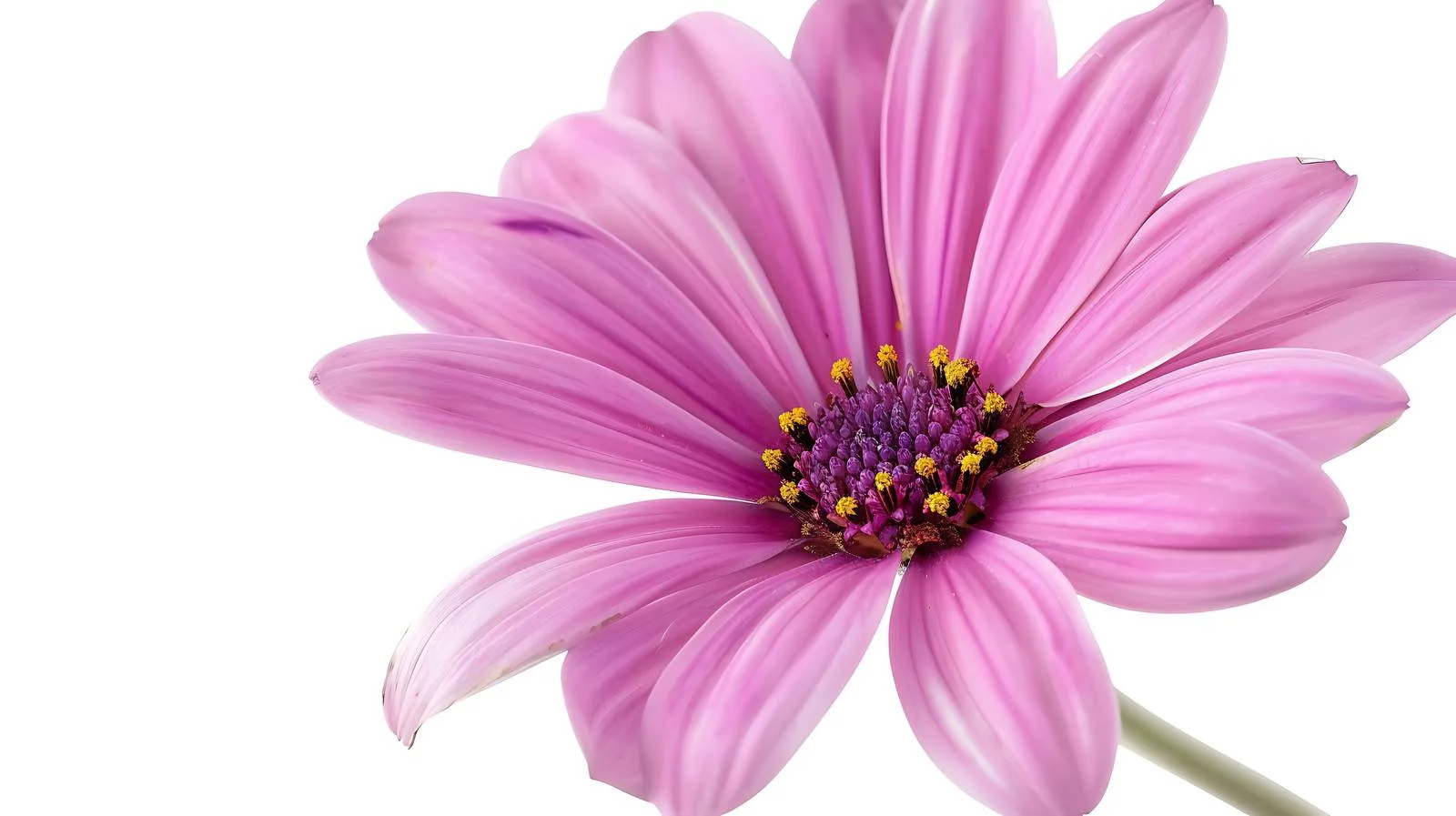 Exquisite Pink Archidea Blossom in Isolated Pot free images image from Dotvec