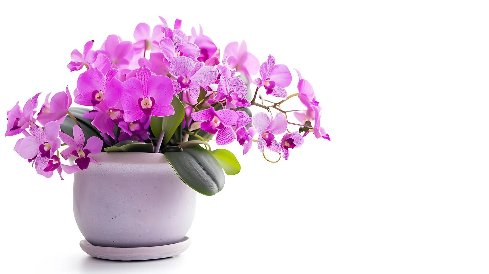 Elegant Purple Flower in Pink Archidea – free archidea image from Dotvec