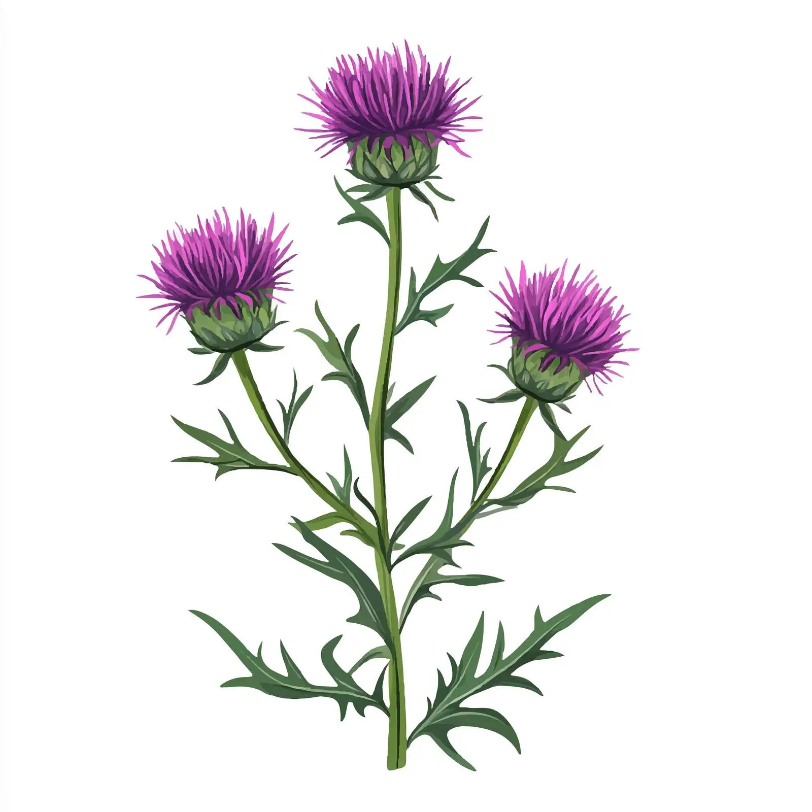 Purple Flowering Milk Thistle Vector Design — free download from Dotvec