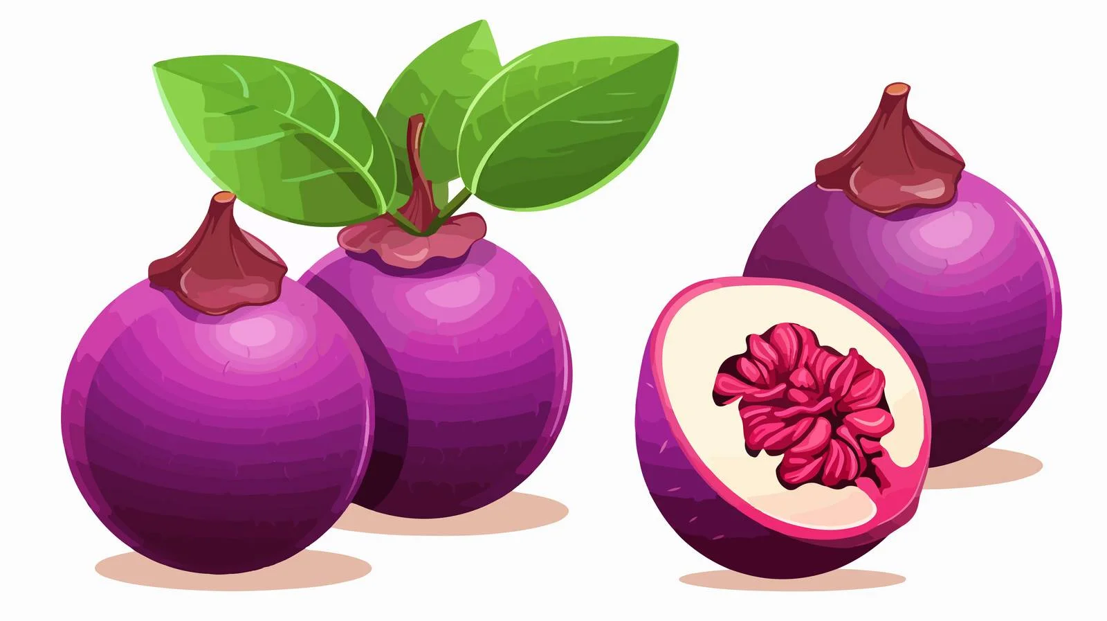 Purple Mangosteen Tropical Fruit Vector Illustration — free download from Dotvec