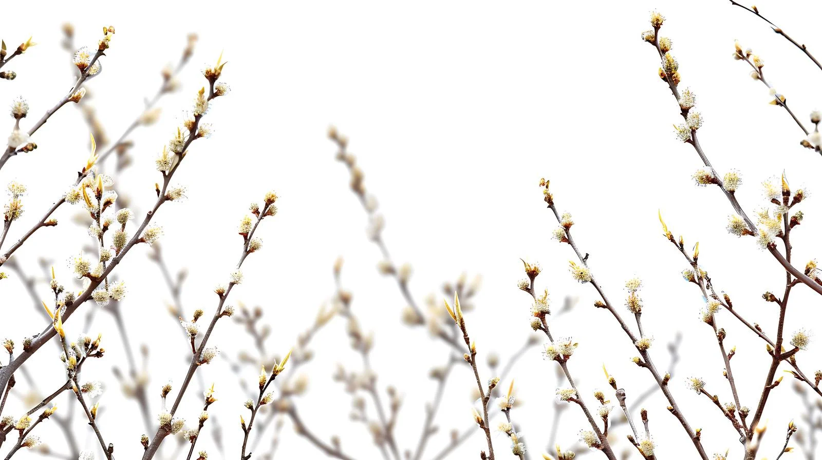 Detailed Pussy Willow Branches Close-up View — free download from Dotvec