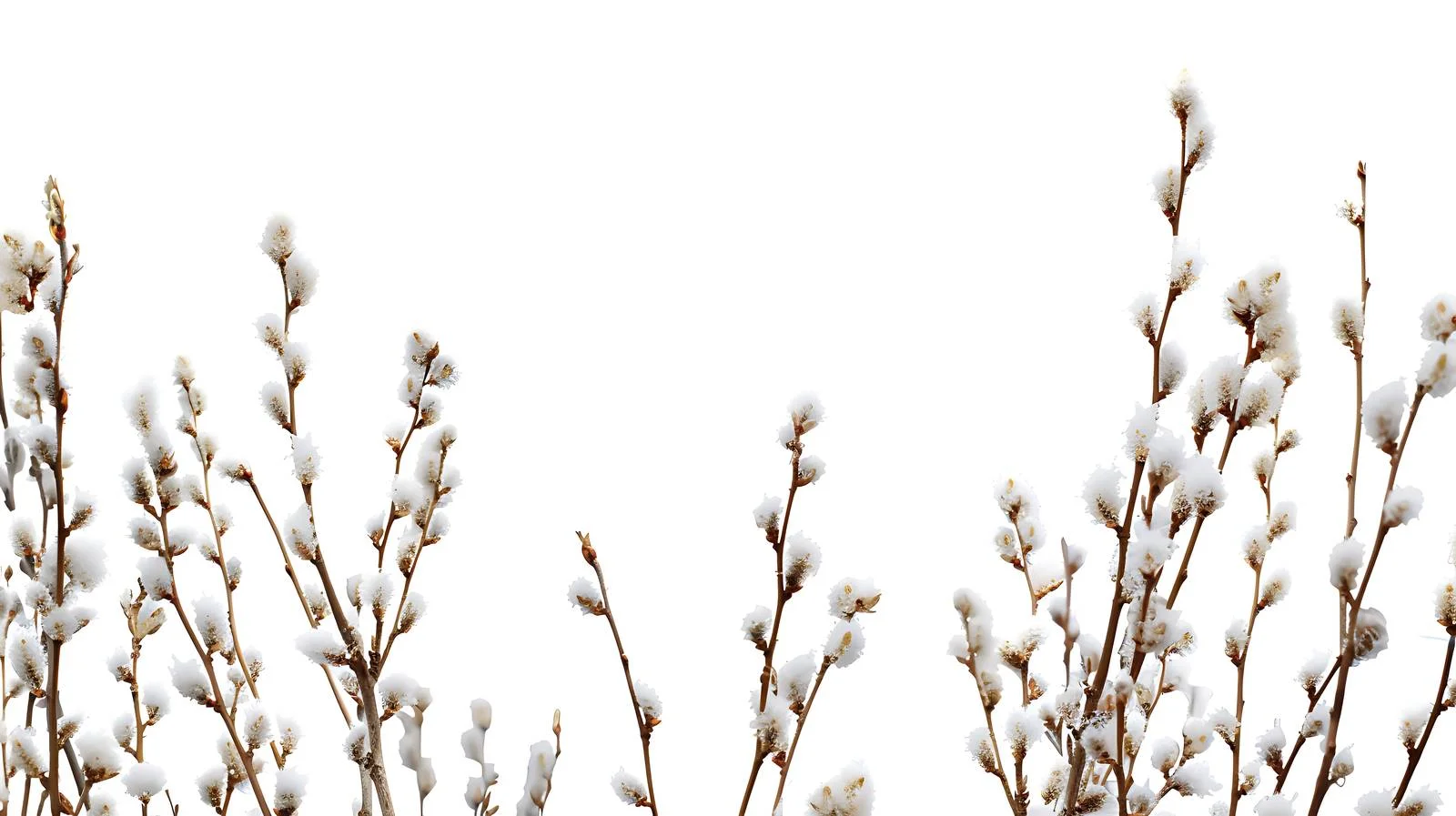 Sunny Day Pussy Willow Branches Background — free download from Dotvec