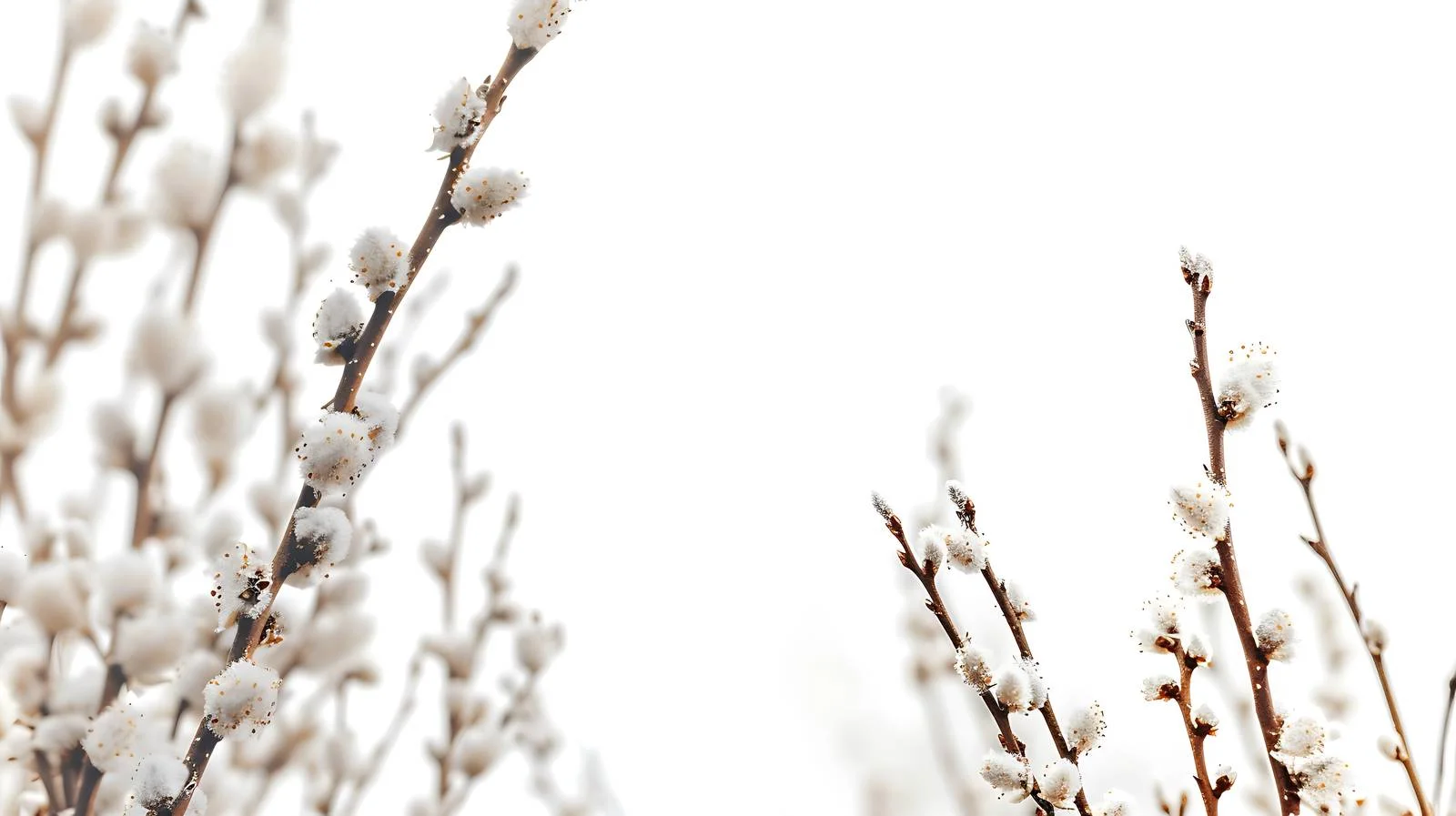 Sunlit pussy willow branches on bright day — free download from Dotvec