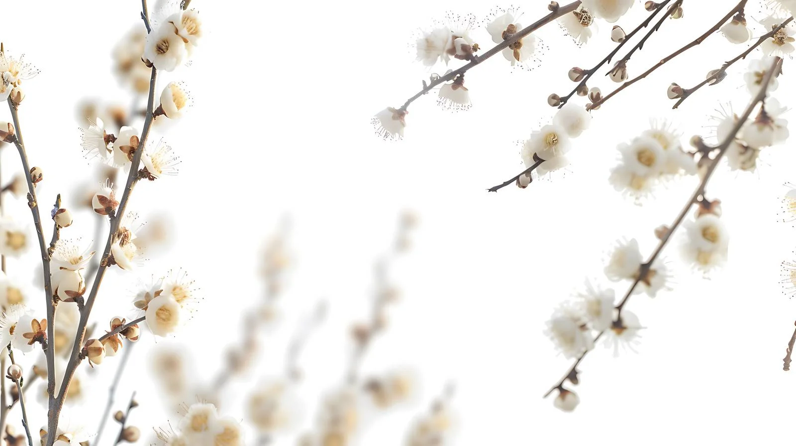 Sunny Pussy Willow Branches Background Outdoors — free download from Dotvec