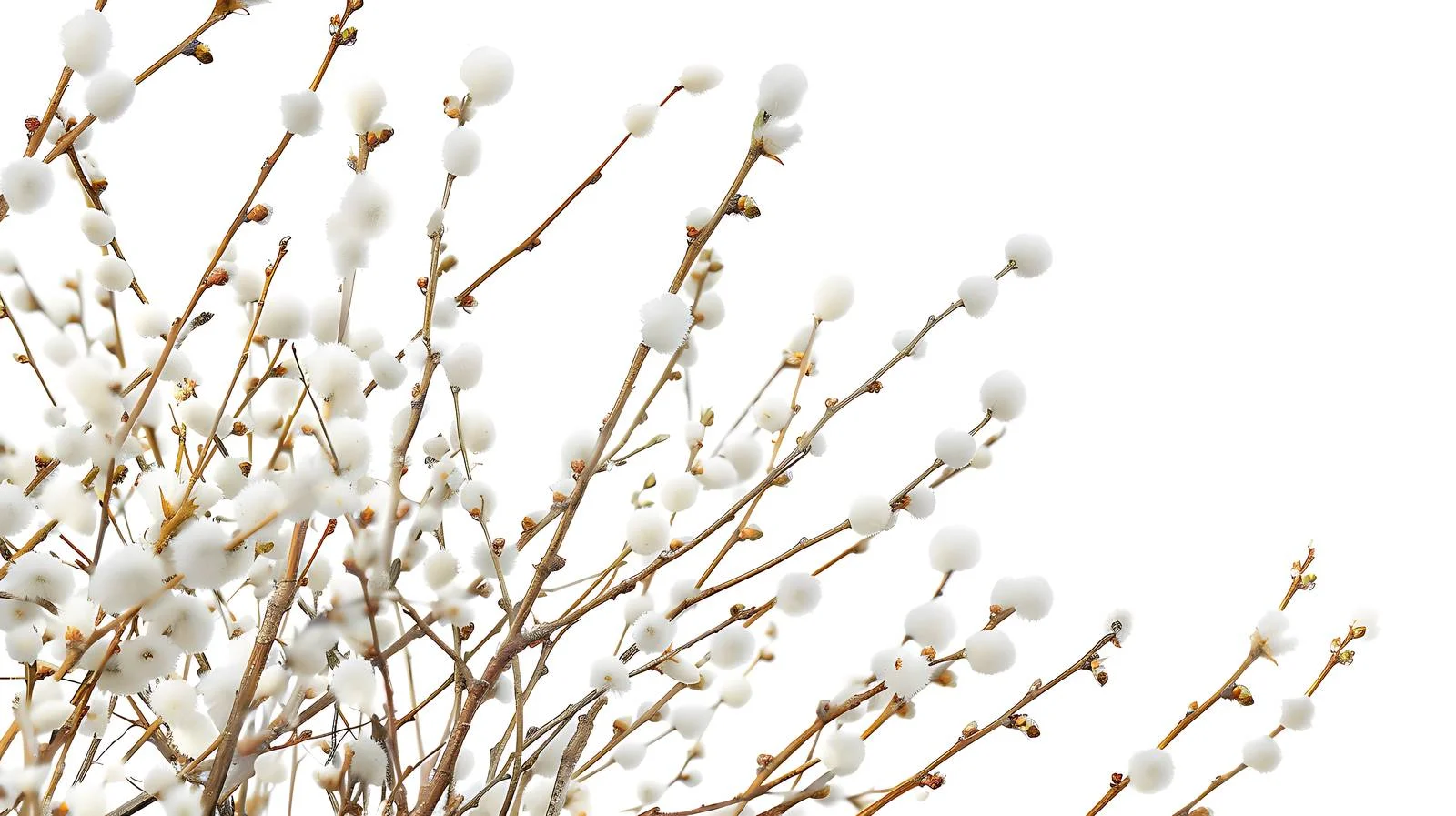 Sunny Day Pussy Willow Branches Background — free download from Dotvec