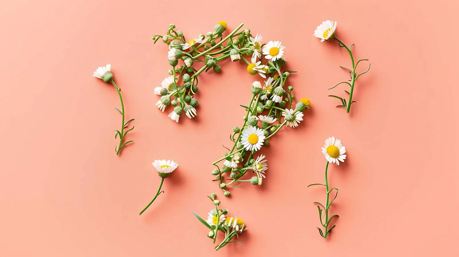 Chamomile Daisy Question Symbol on Coral Peach Background — free download from Dotvec