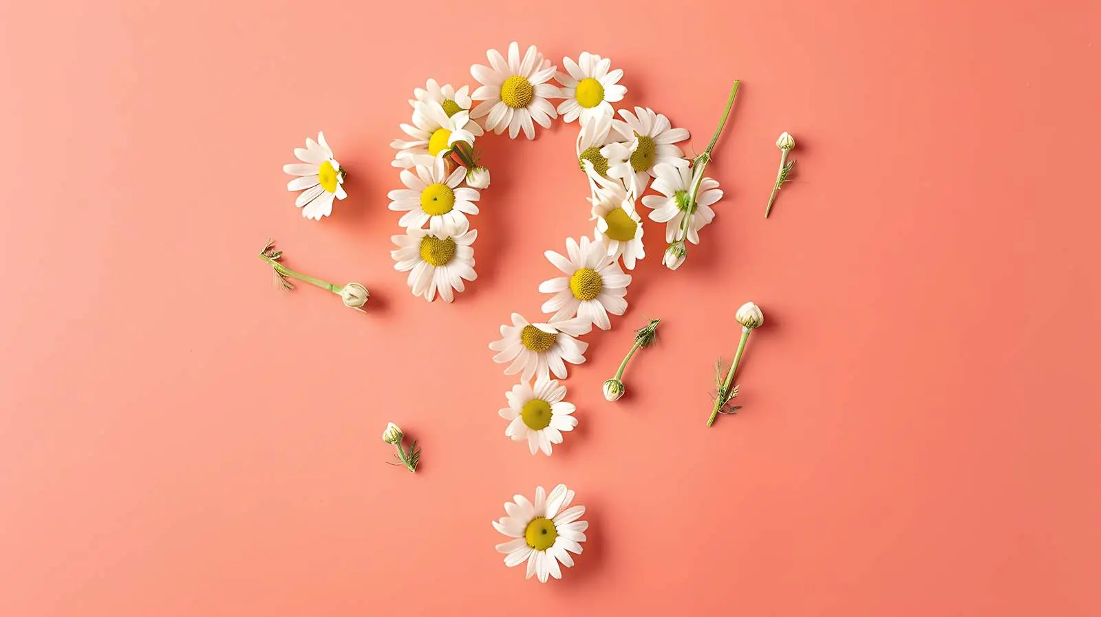 Chamomile Daisy Buds Question Symbol on Coral Peach — free download from Dotvec