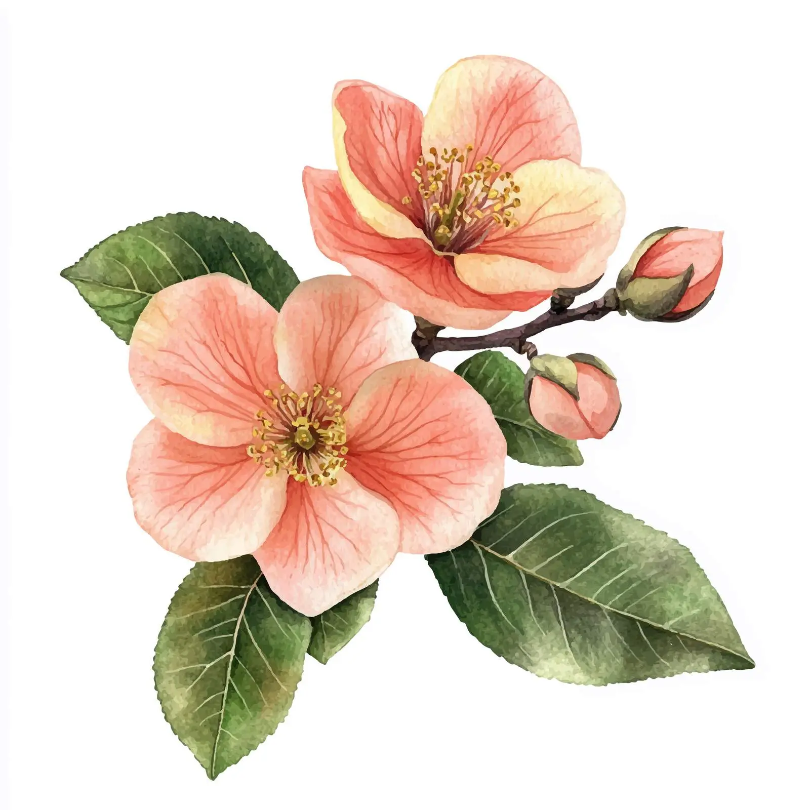 Quince Flowers and Leaves on White Background — free download from Dotvec