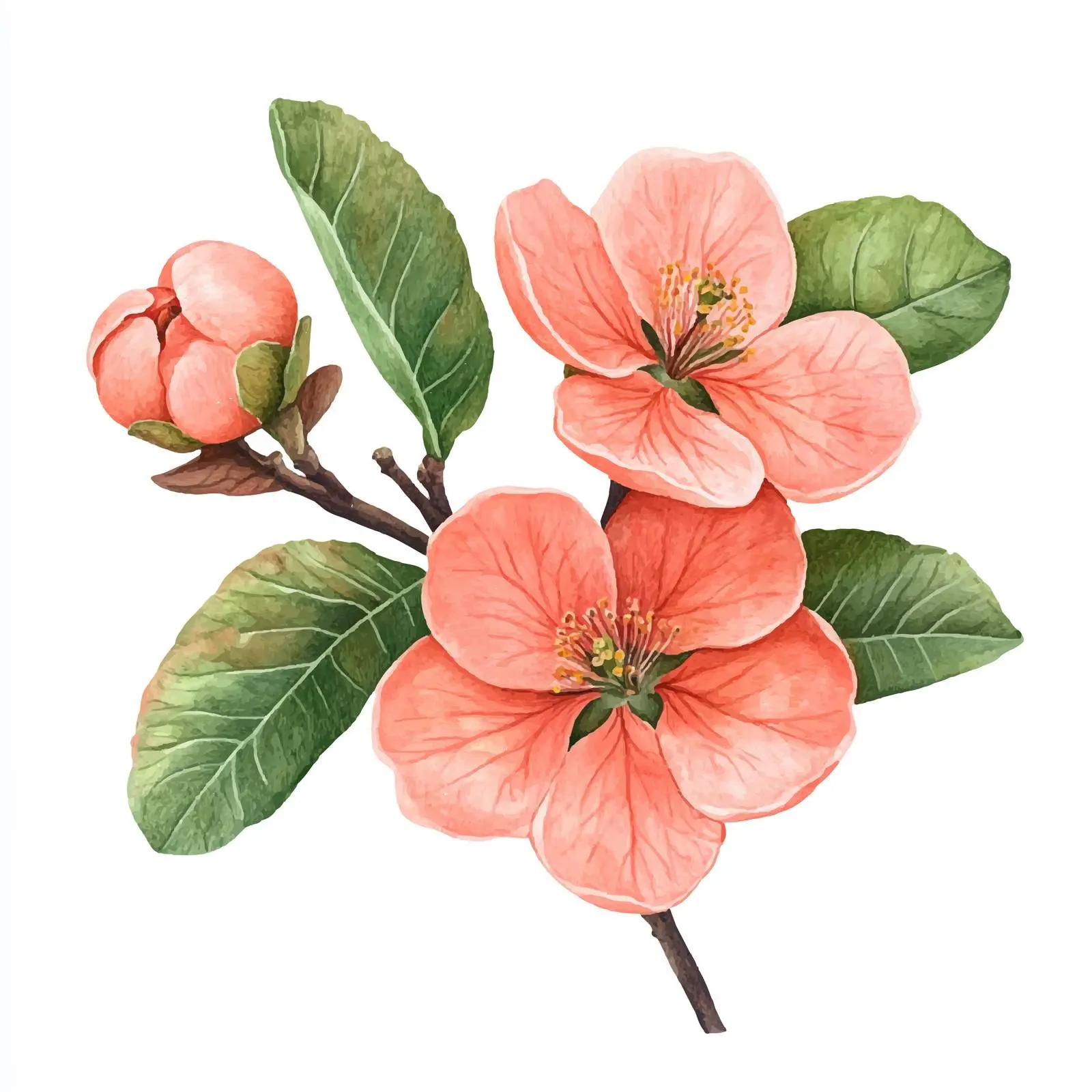 Quince Blossom Buds and Leaves on White Background — free download from Dotvec