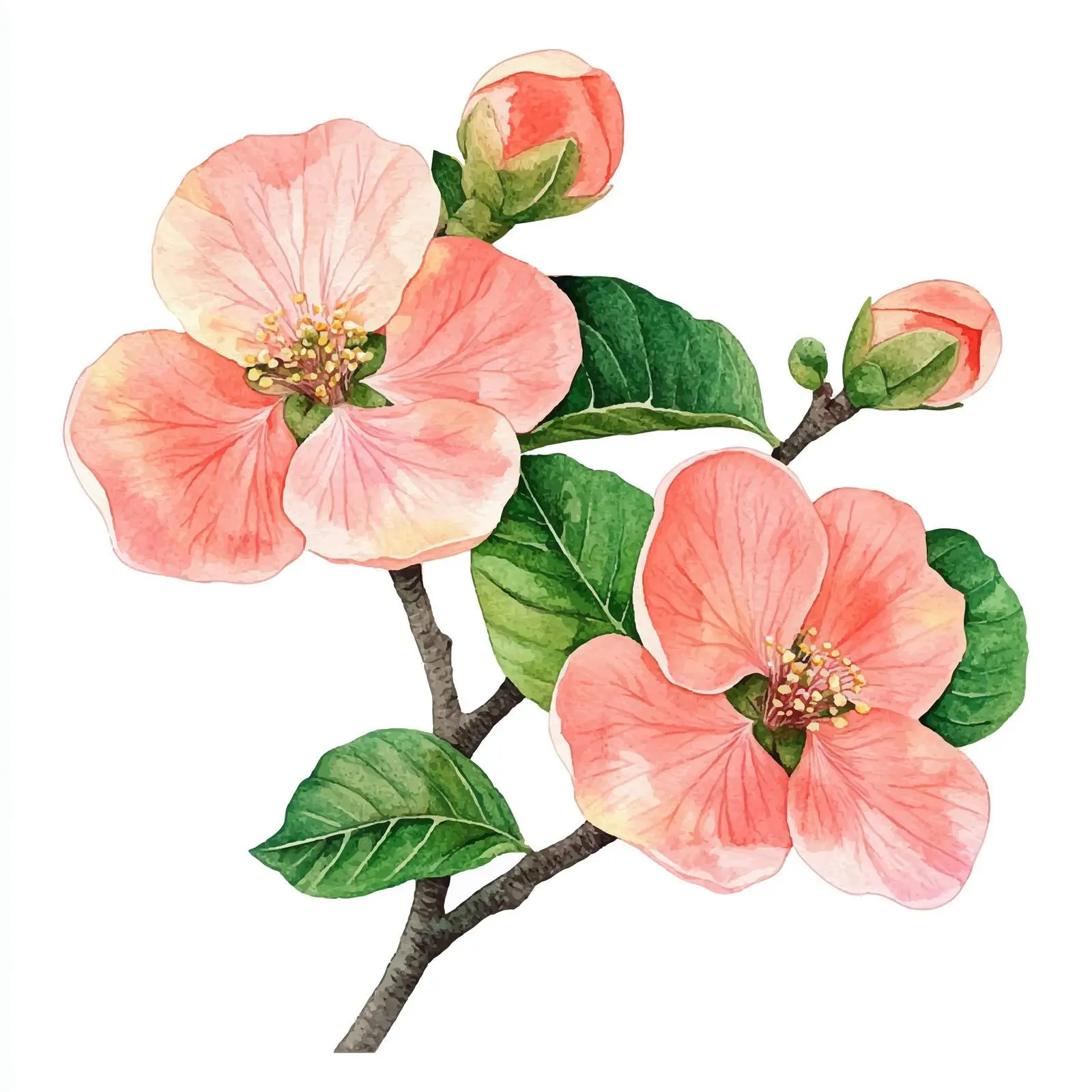 Quince Flowers and Leaves on White Background — free download from Dotvec