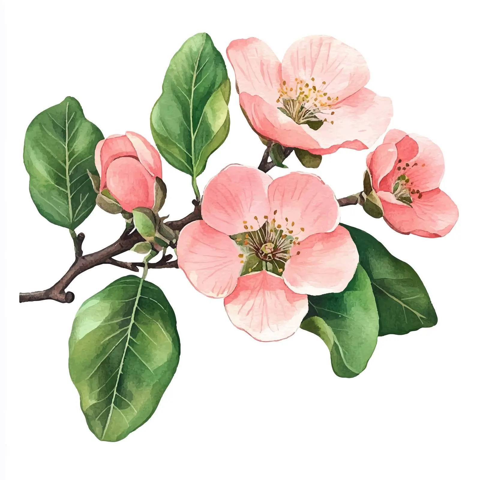 Quince Flowers and Leaves on White Background — free download from Dotvec