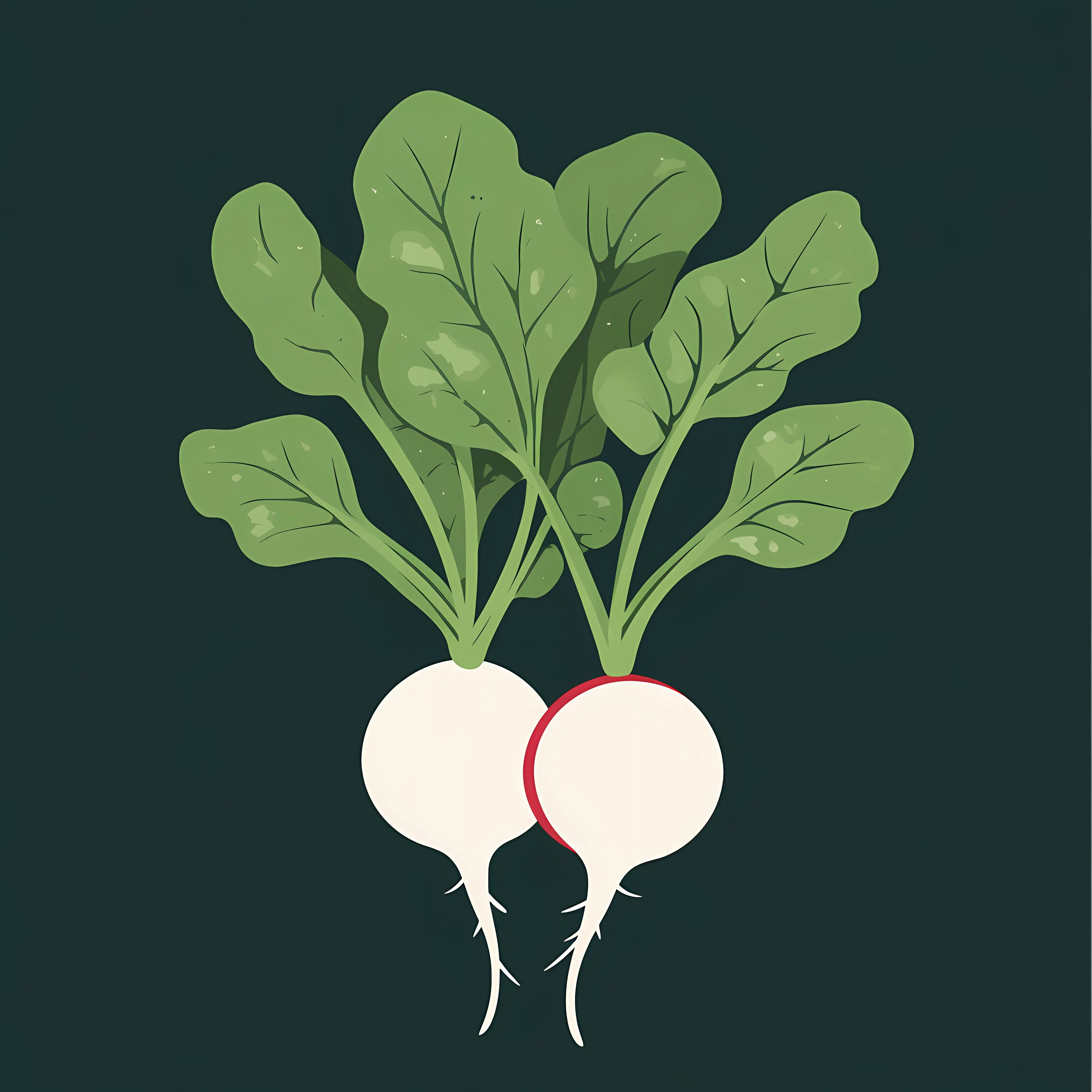 Flat Vector Radish Illustration in Frame — free download from Dotvec