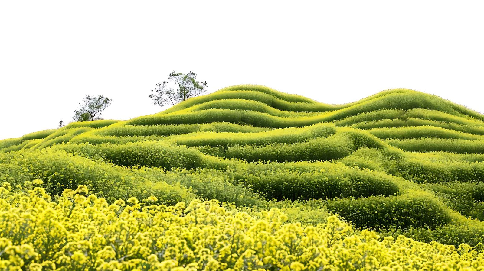 Vibrant Rapeseed Blooms on Ancient Terraced Fields — free download from Dotvec