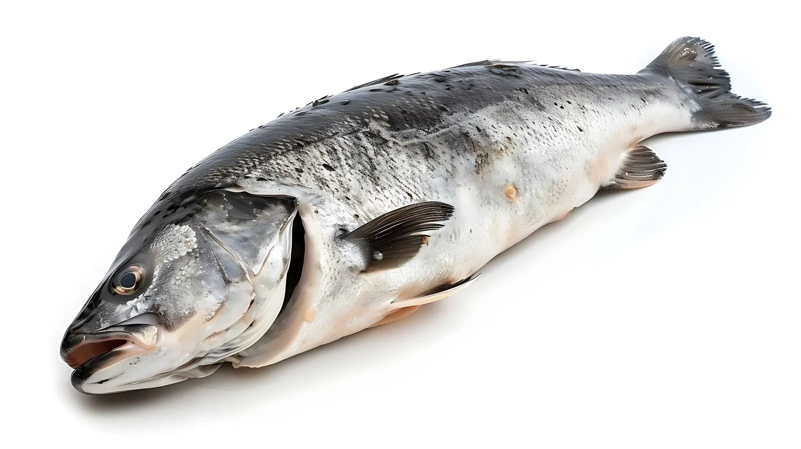 Fresh Seabass Fish on White Background — free download from Dotvec