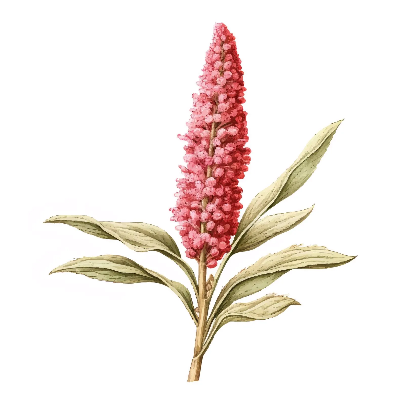Realistic Botanical Drawing of Quinoa or Amaranth — free download from Dotvec
