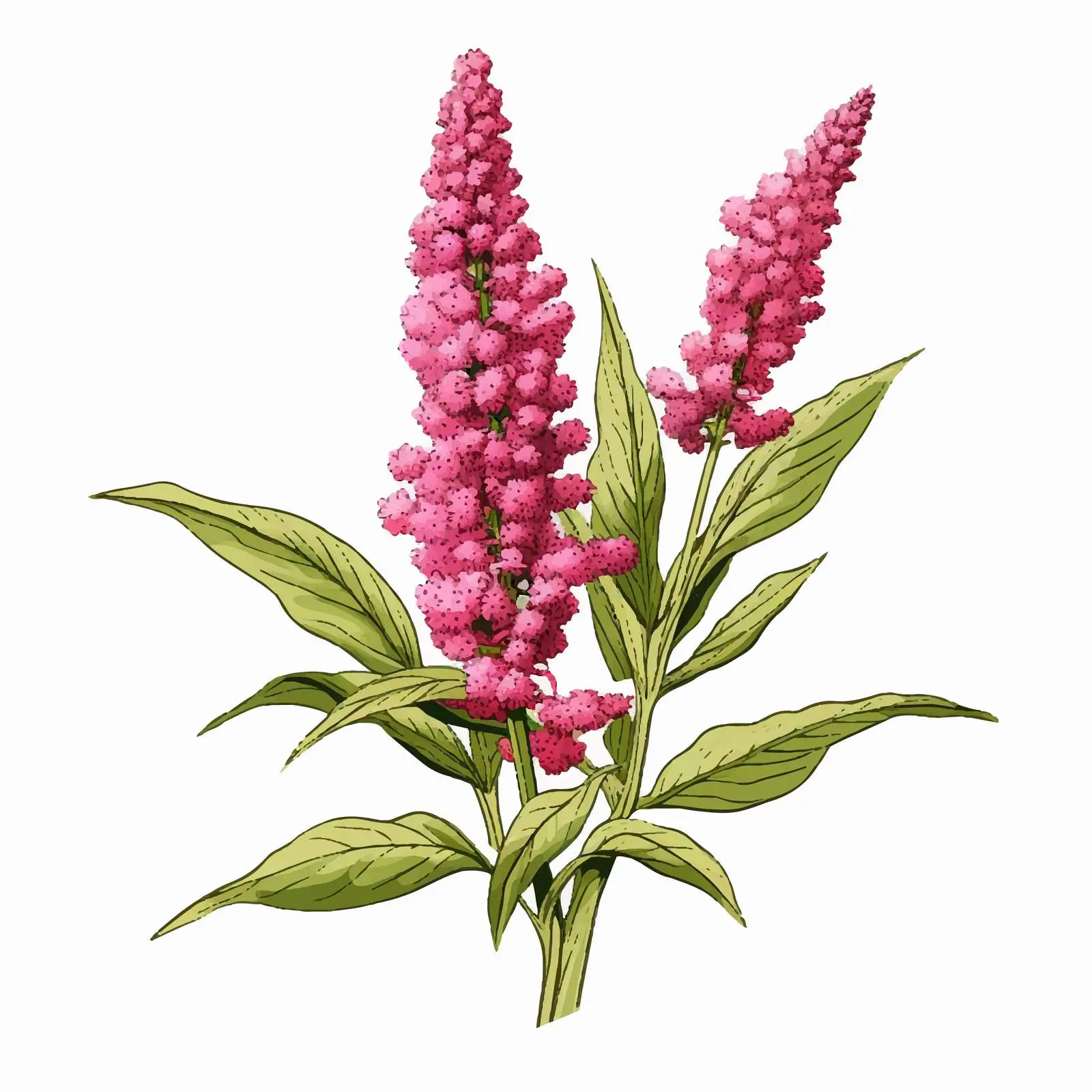 Realistic Quinoa and Amaranth Plant Illustration — free download from Dotvec