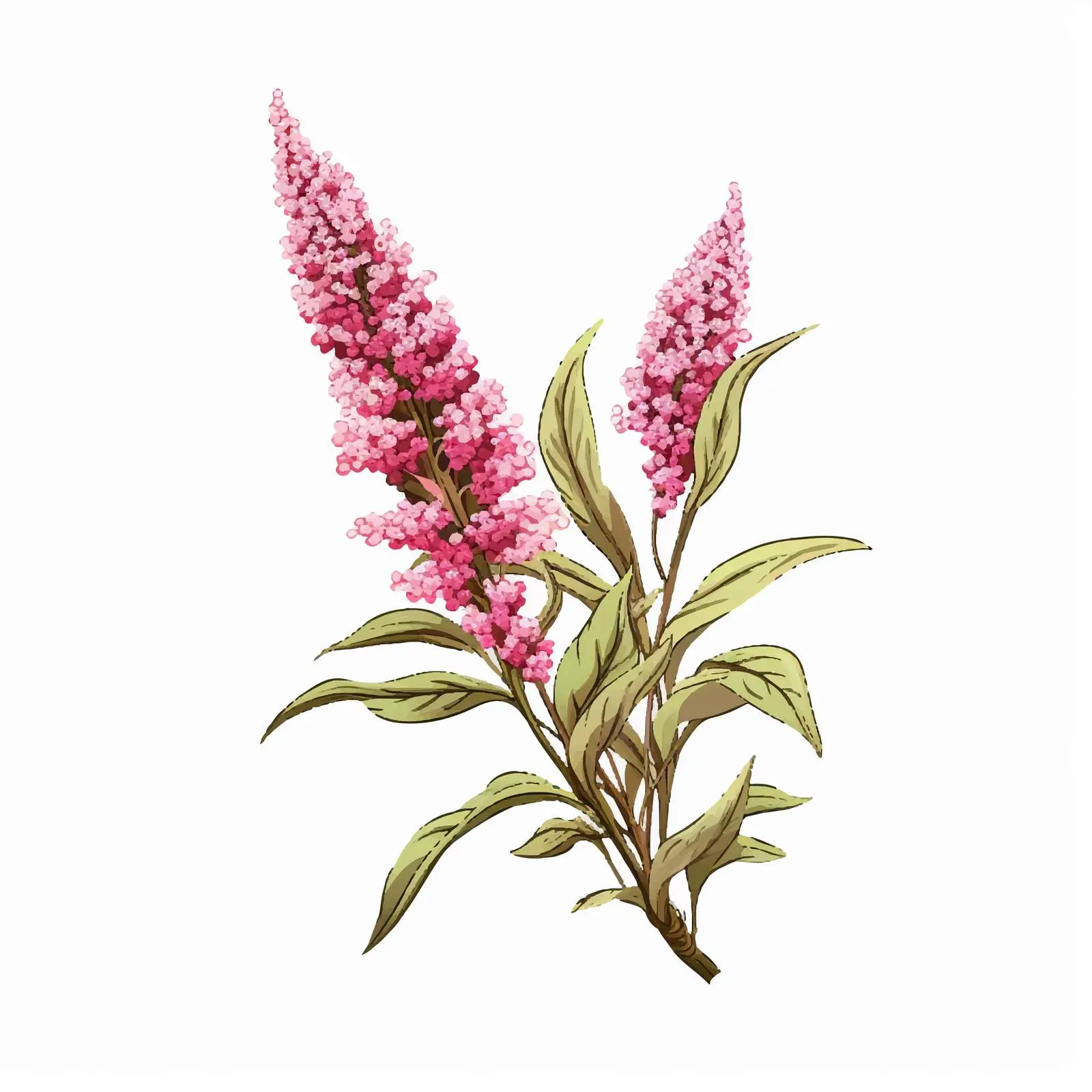 Realistic Quinoa or Amaranth Plant Illustration — free download from Dotvec