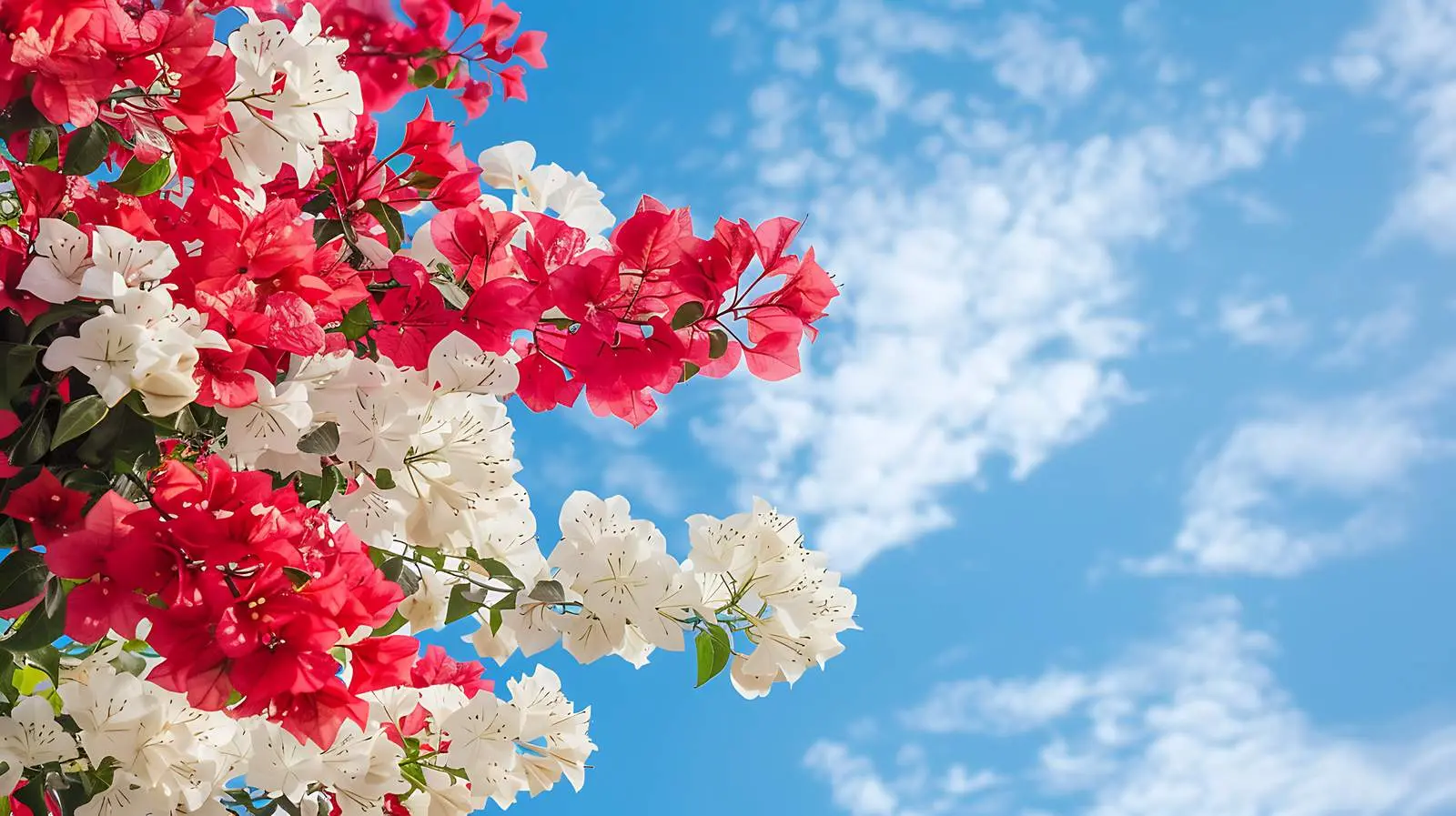 Red and White Flower Bush Against Blue Sky — free download from Dotvec