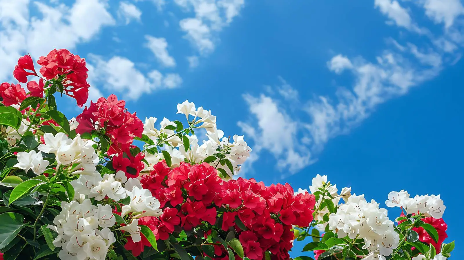 Red and White Flower Bush Against Blue Sky — free download from Dotvec