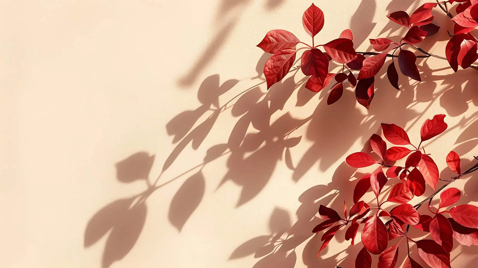 Autumn Leaves and Sunlight Shadows on Wall — free download from Dotvec