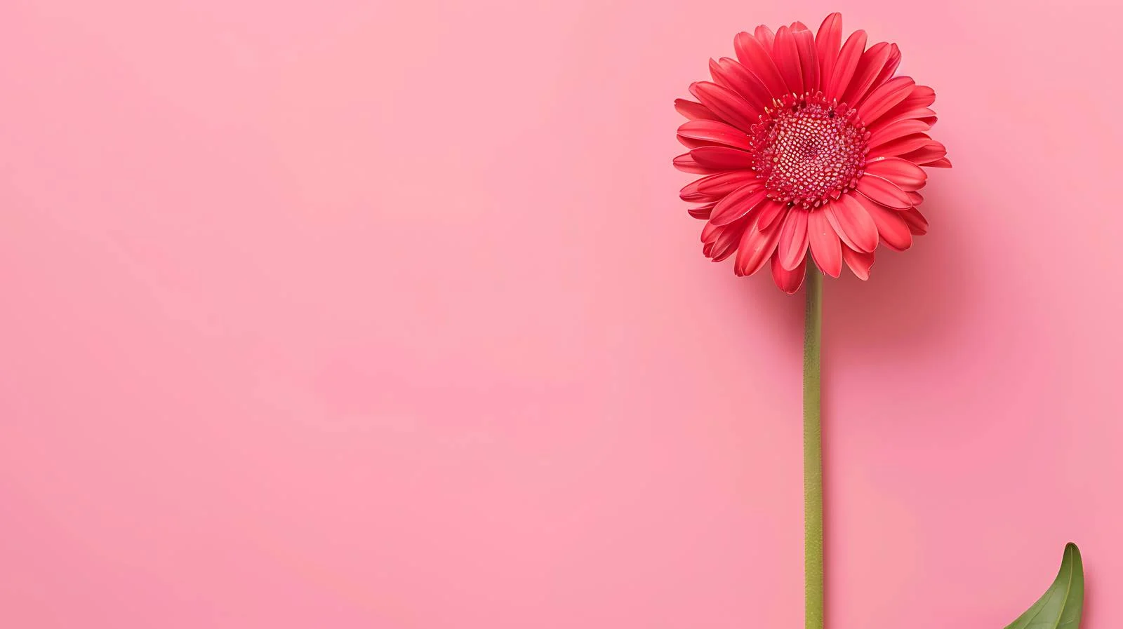 Vibrant Red Daisy on Pastel Pink — free download from Dotvec