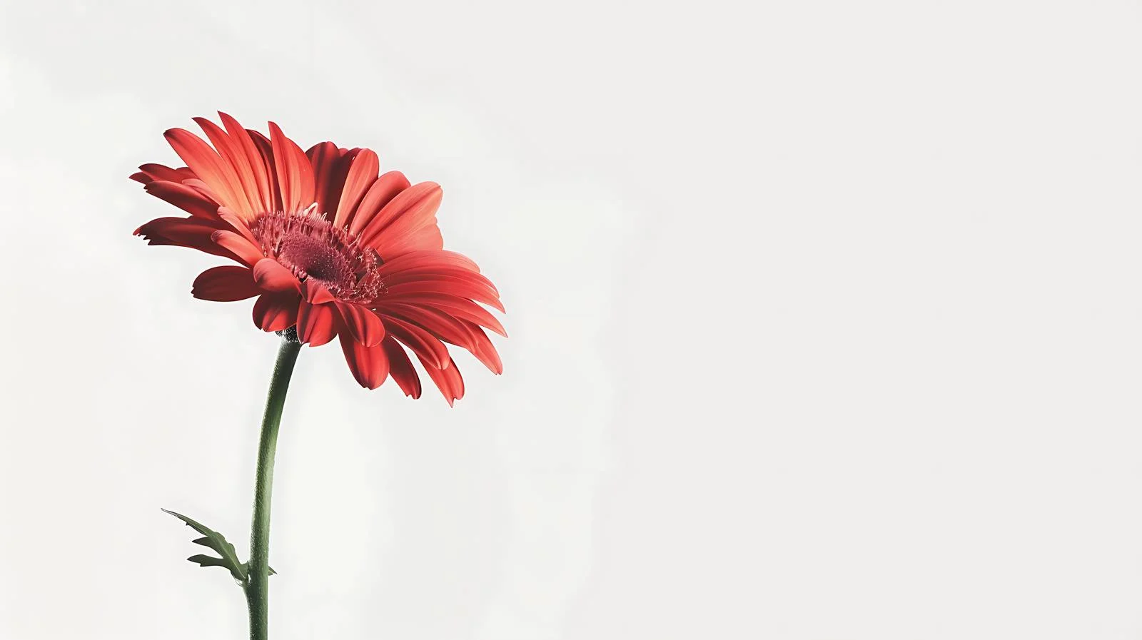 Vibrant Red Daisy on White Background — free download from Dotvec