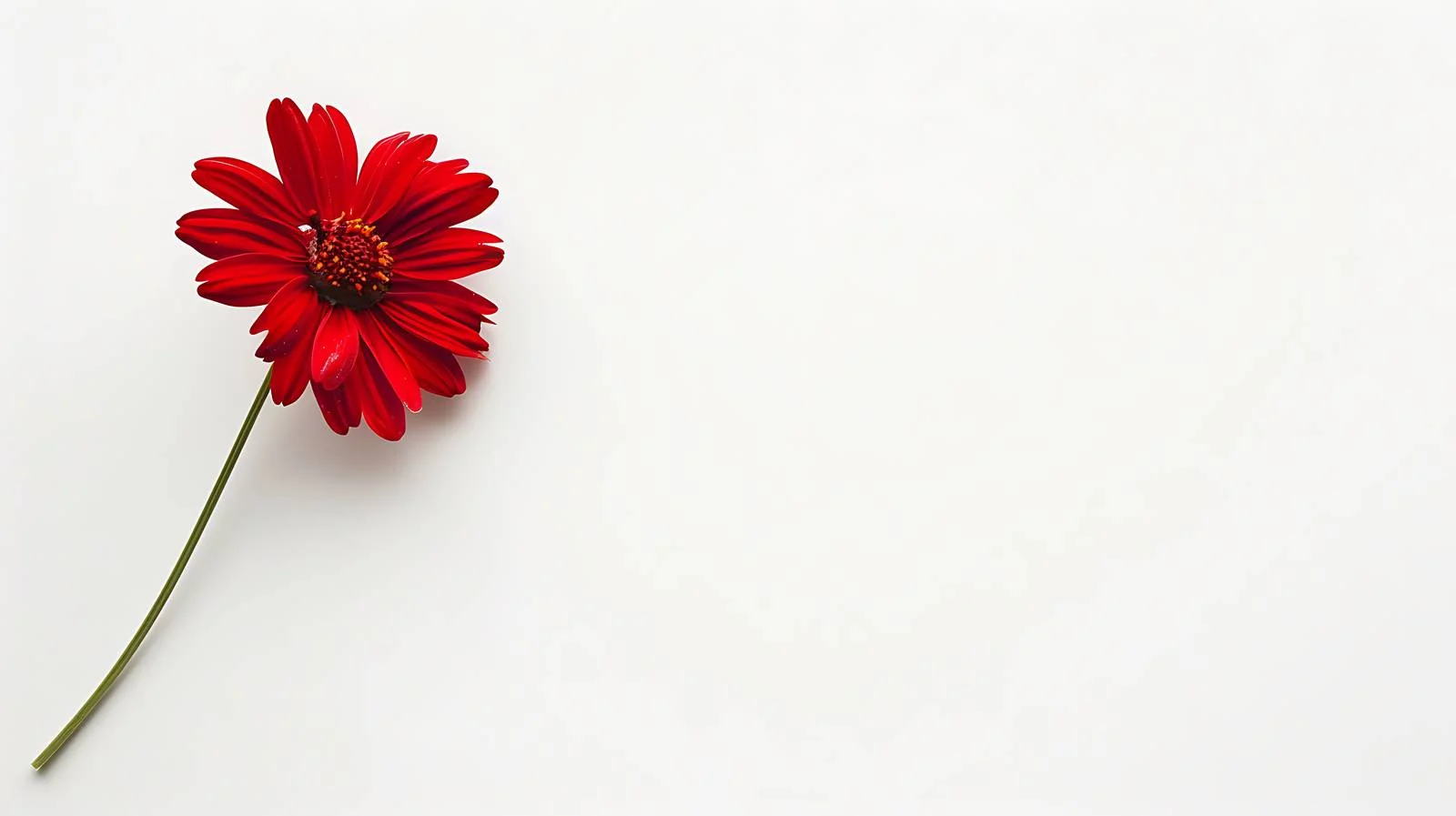 Vivid Red Daisy on White - Summer — free download from Dotvec