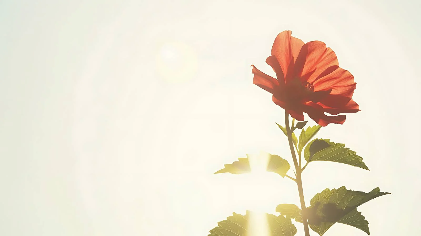 Vibrant Floral Backdrop with Sunlight — free download from Dotvec