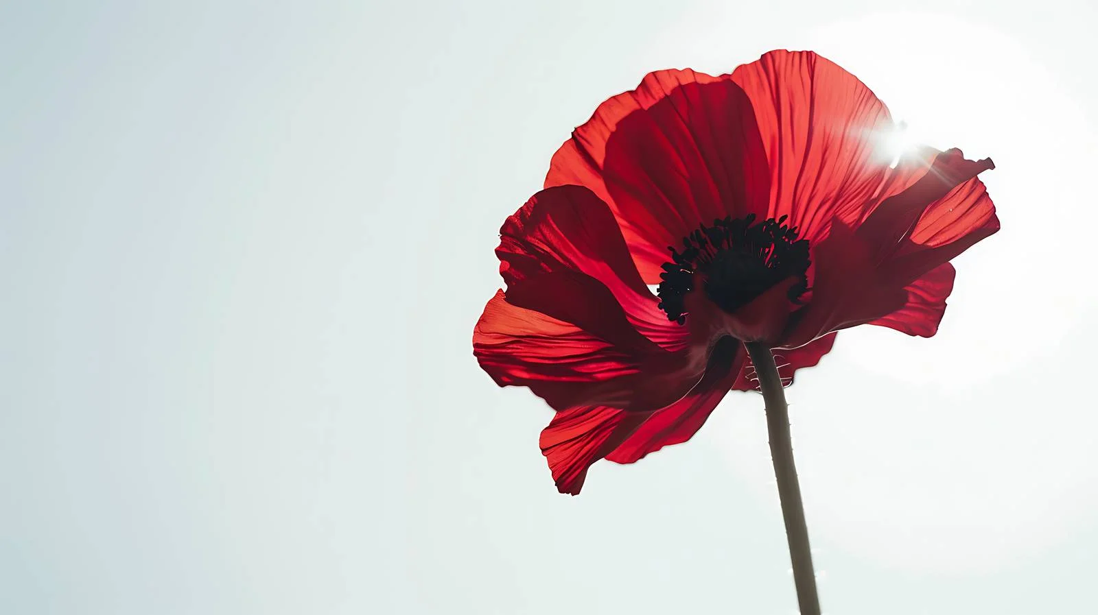 Vibrant Floral Sunlight Background — free download from Dotvec