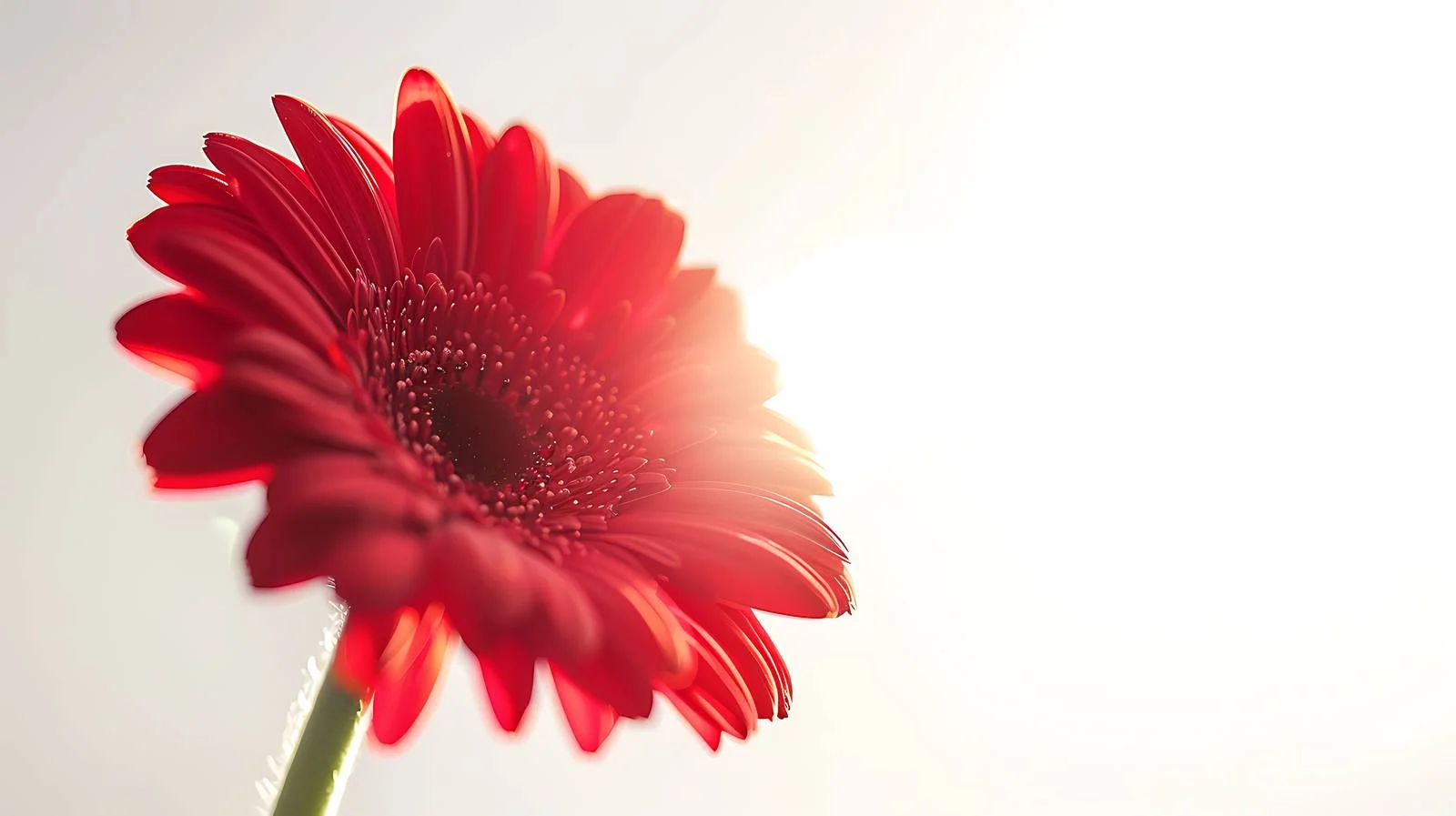 Vibrant Red Flower on Sunlit Background — free download from Dotvec