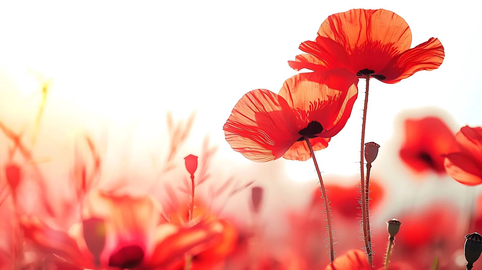 Vibrant Red Flower with Sunlight Background — free download from Dotvec