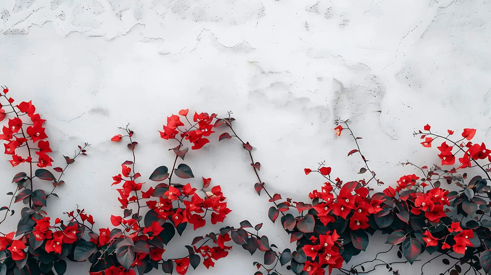 Red Flowers on Coral Wall Background — free download from Dotvec