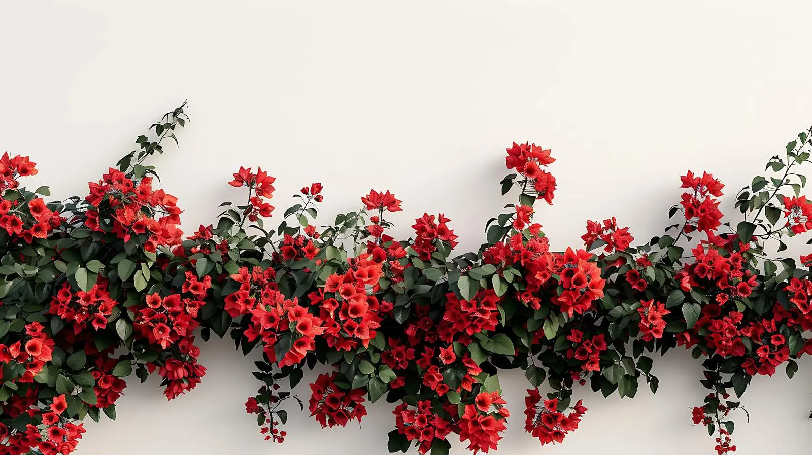 Red Flowers on Coral Wall Background – free flower bush image from Dotvec