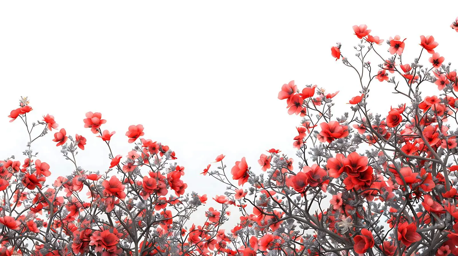 Red Flower Bush on Bright White Background – free outdoor plants image from Dotvec