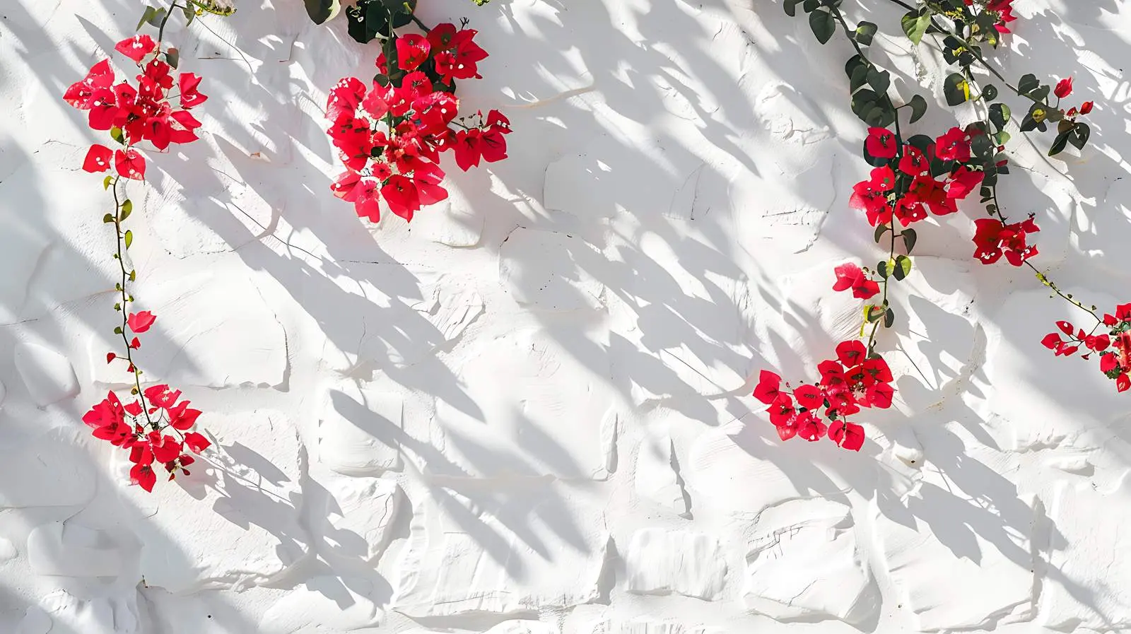 Red Flowers on White Stone Wall in Sunlight — free download from Dotvec