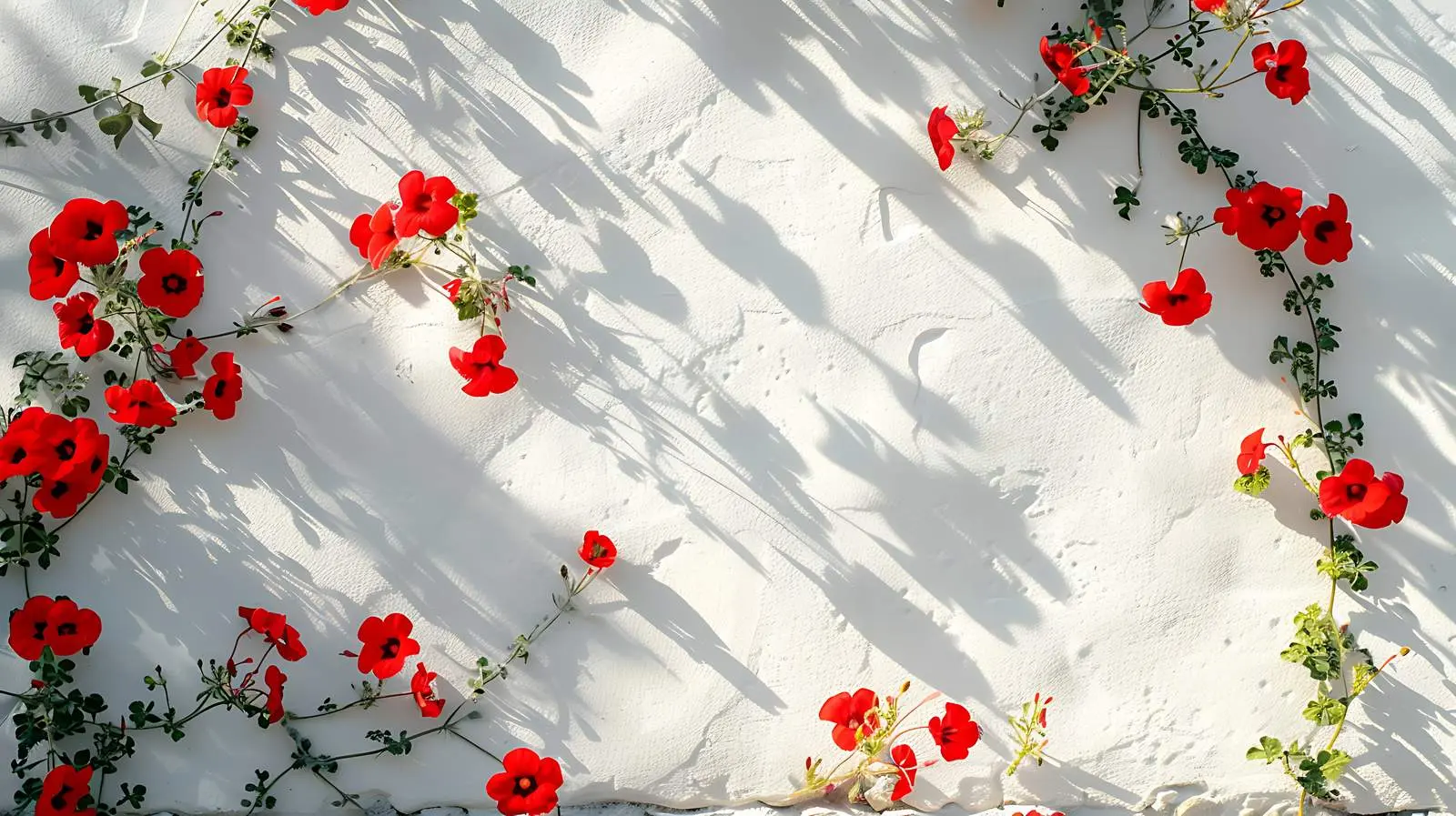Red Flowers Against White Stone Wall in Sunlight — free download from Dotvec