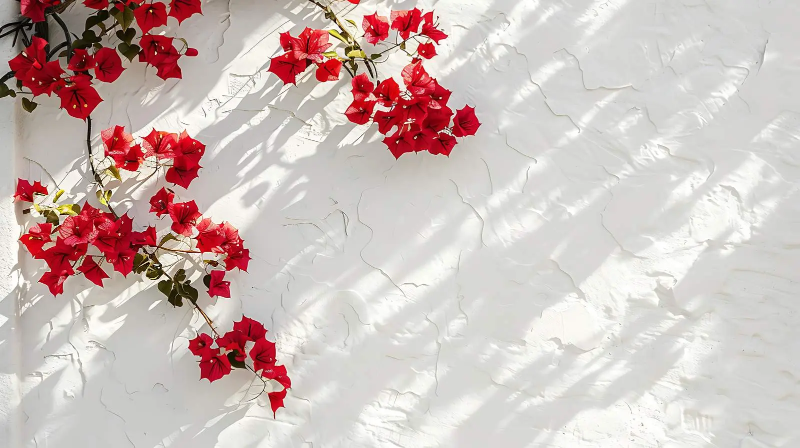 Red Flowers Against White Stone Wall in Sunlight – free wall decoration image from Dotvec