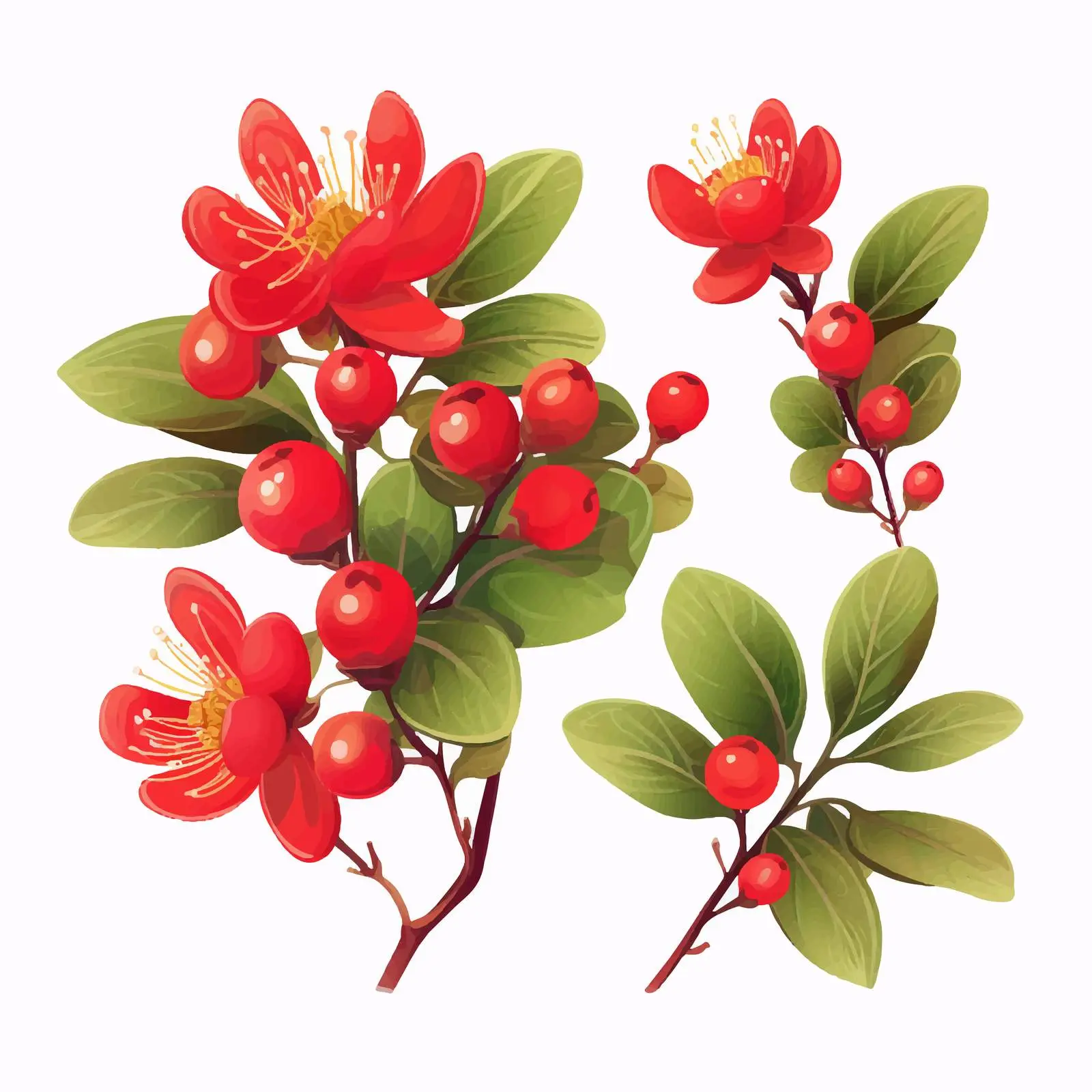 Red Hypericum with Fruit and Green Leaves — free download from Dotvec