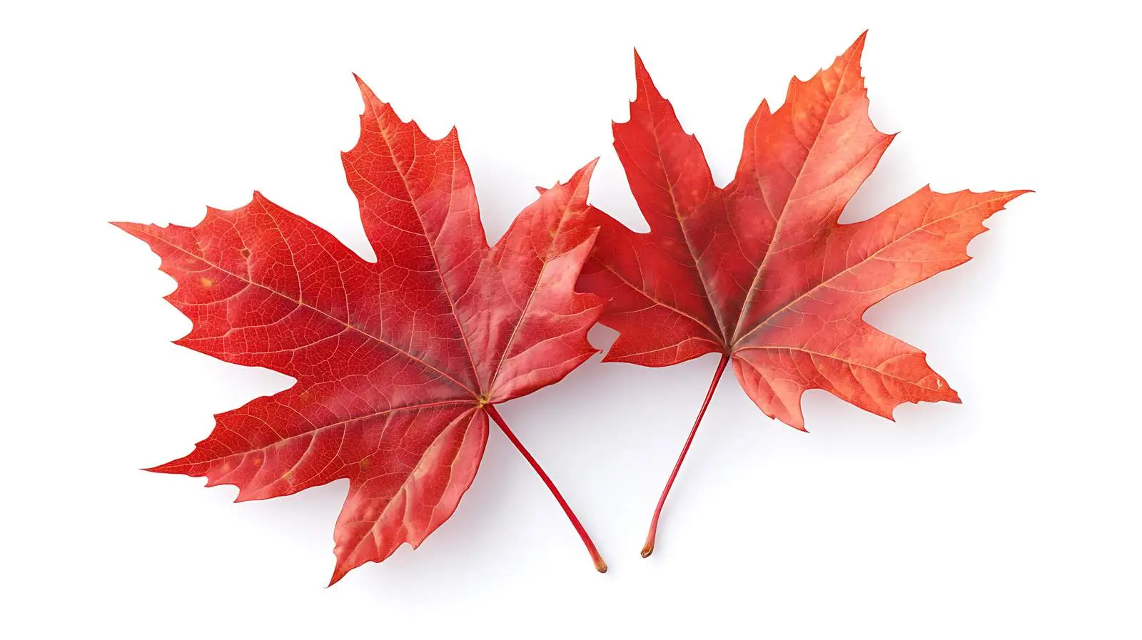 Vibrant Red Maple Leaves on White Background — free download from Dotvec