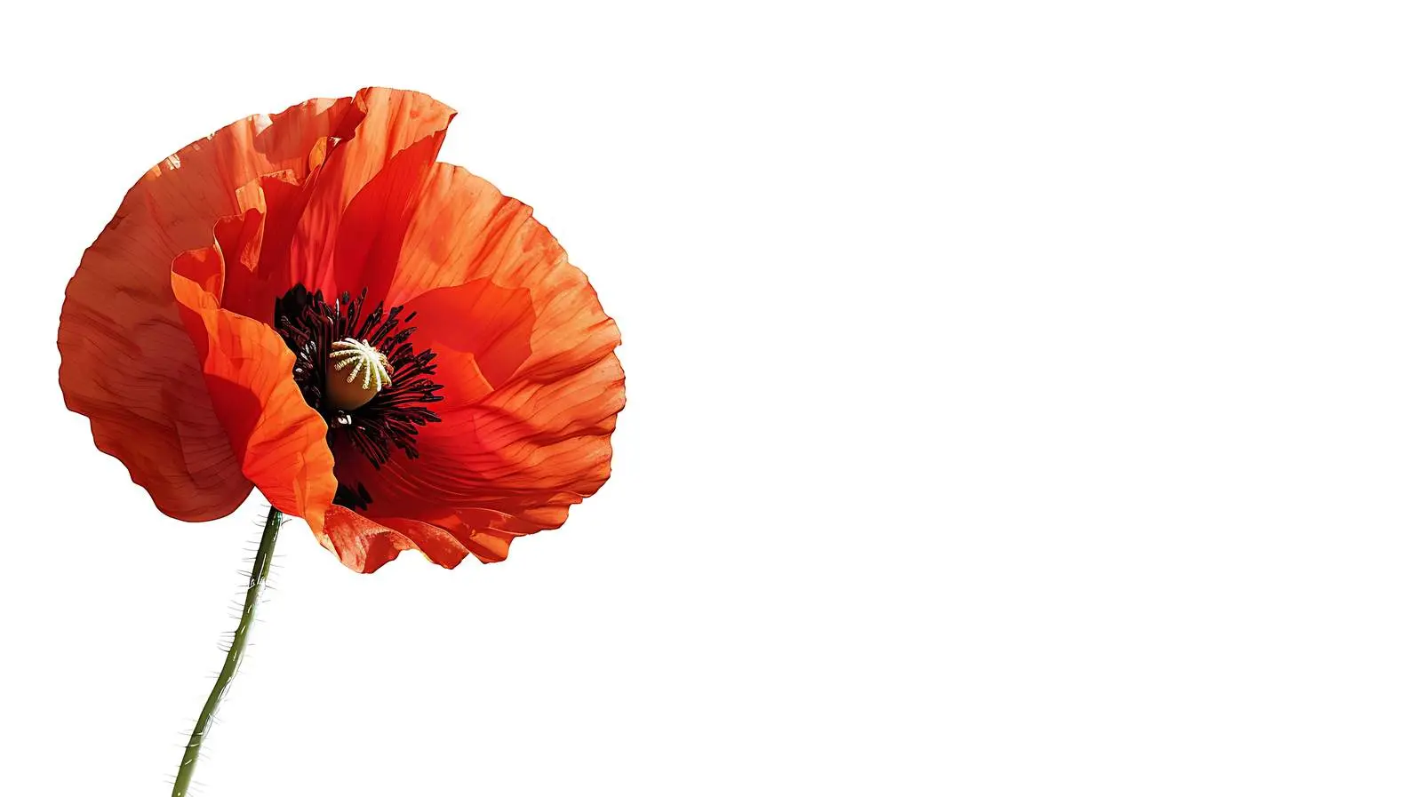 Red Poppy Flower Abstract Nature Background — free download from Dotvec