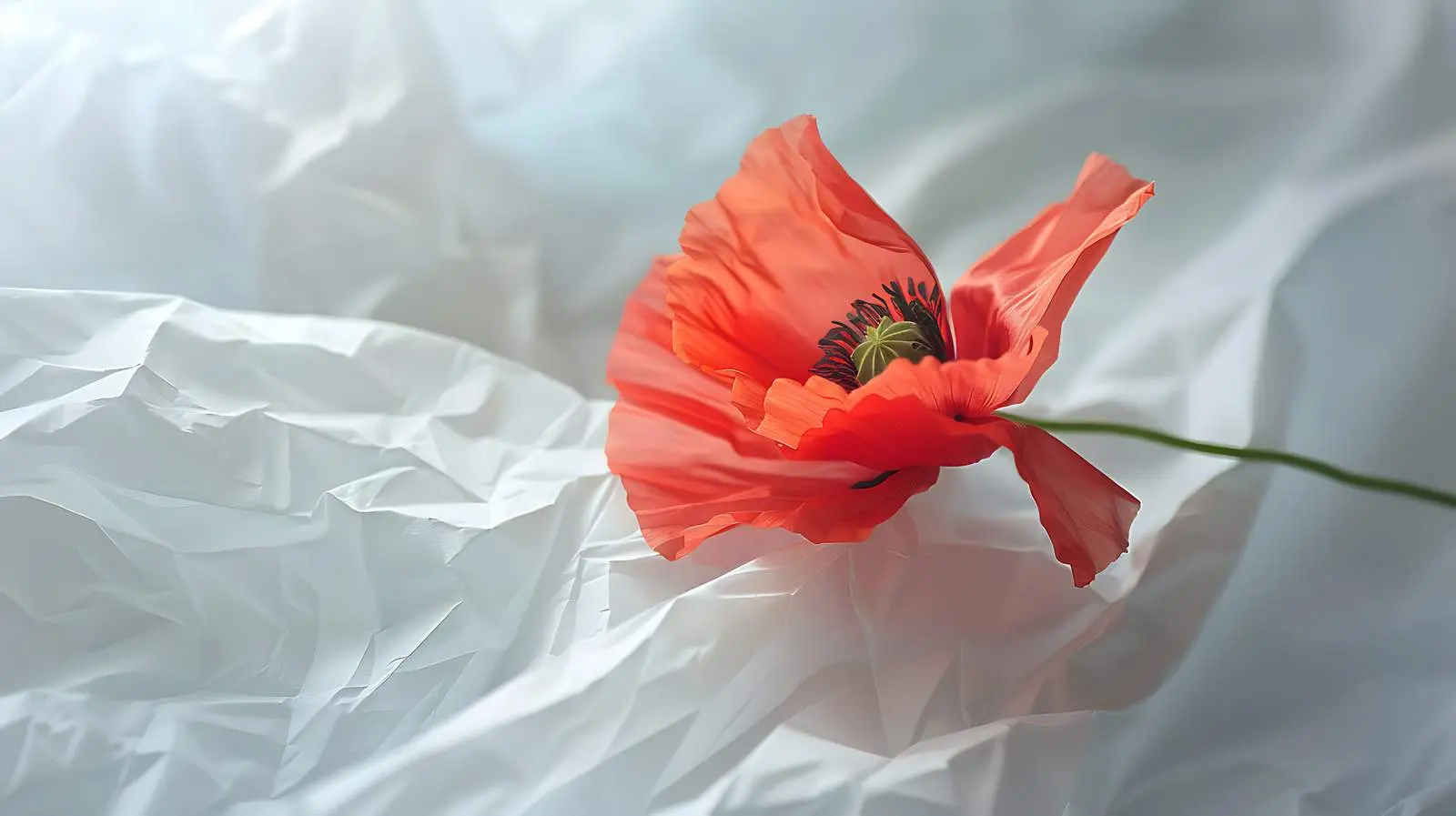 Minimal Stylish Red Poppy Flower on Cloth — free download from Dotvec