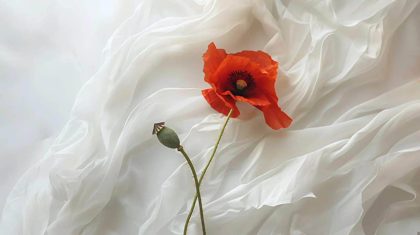 Minimalist Red Poppy Flower on Crumpled Cloth — free download from Dotvec